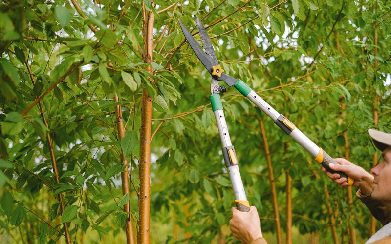 Tree trimming in Avilla, IN